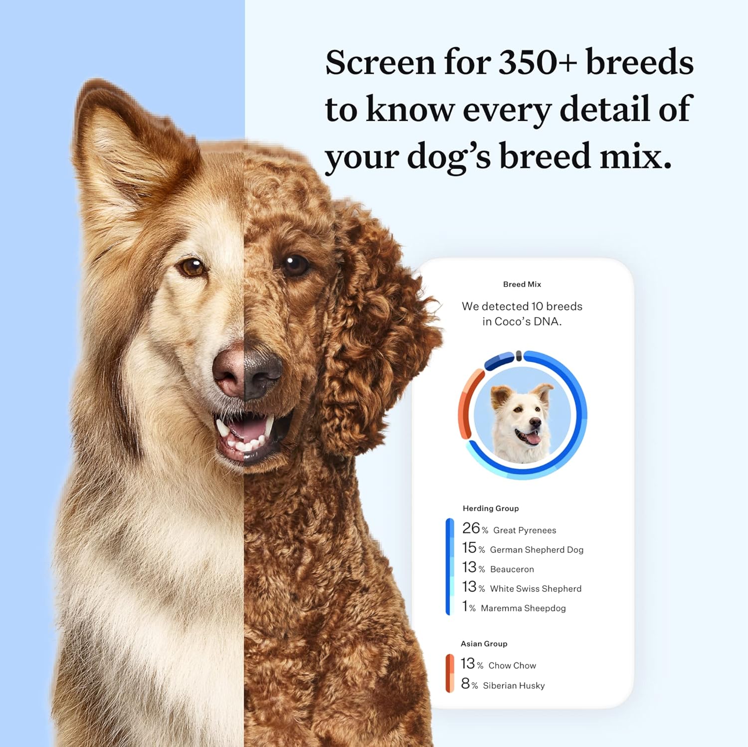 Wisdom Panel Essential Dog DNA Kit - Accurate 365+ Breeds, 30 Health Conditions, 50+ Traits, Ancestry Insights, 1 Pack