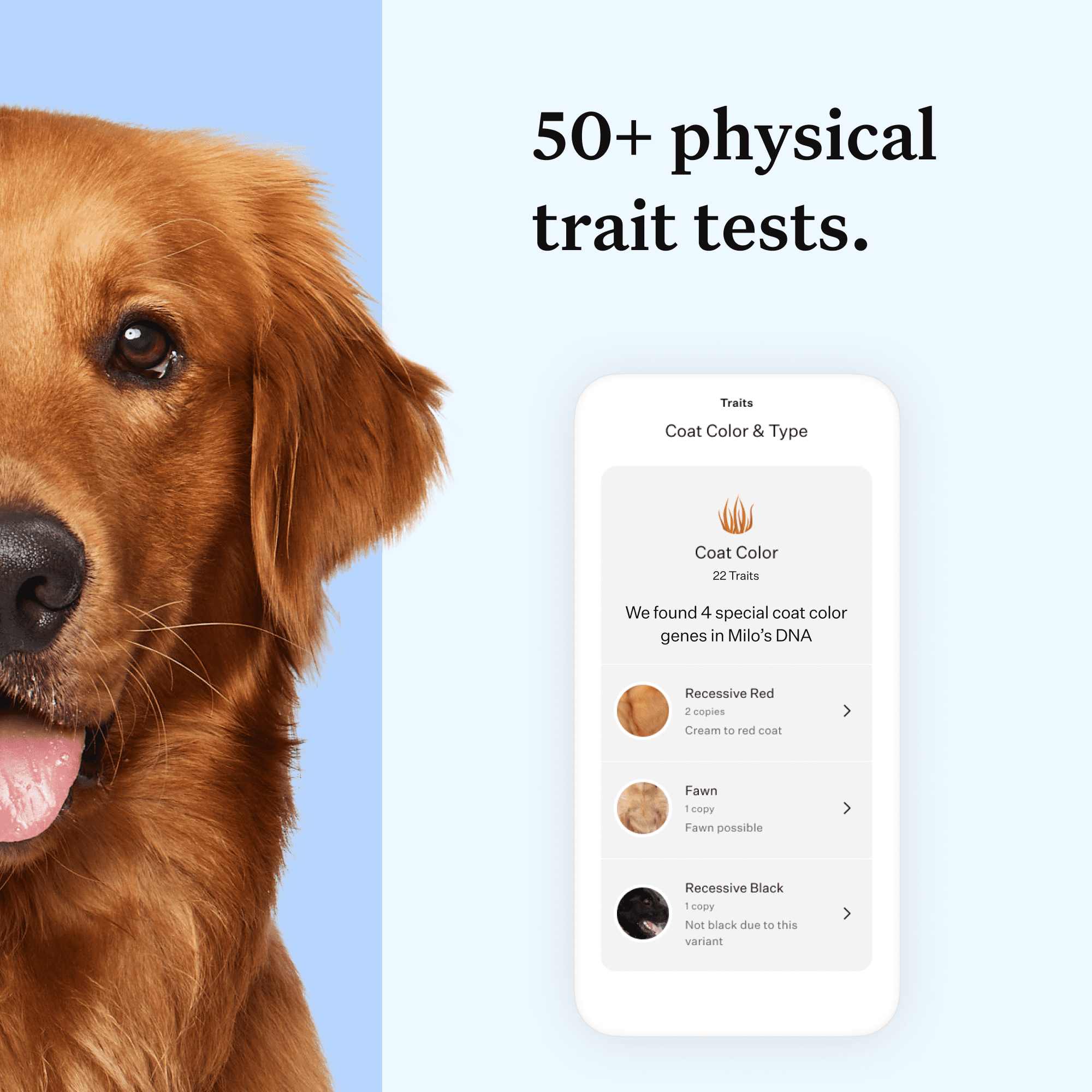 Wisdom Panel Essential Dog DNA Test Kit - Breed & Health Insights, 350+ Breeds, 25+ Medical Conditions, Accurate Ancestry Tracing