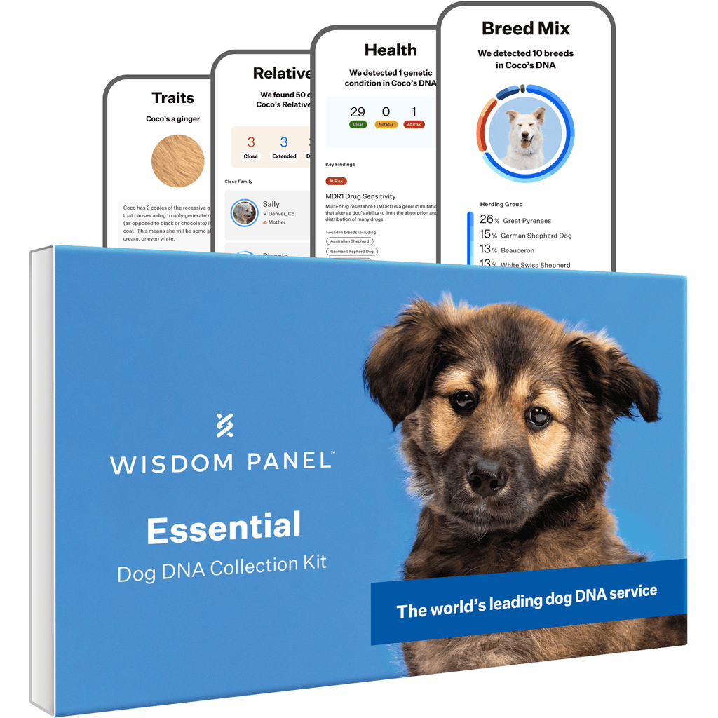 Wisdom Panel Essential Dog DNA Test Kit - Breed & Health Insights, 350+ Breeds, 25+ Medical Conditions, Accurate Ancestry Tracing