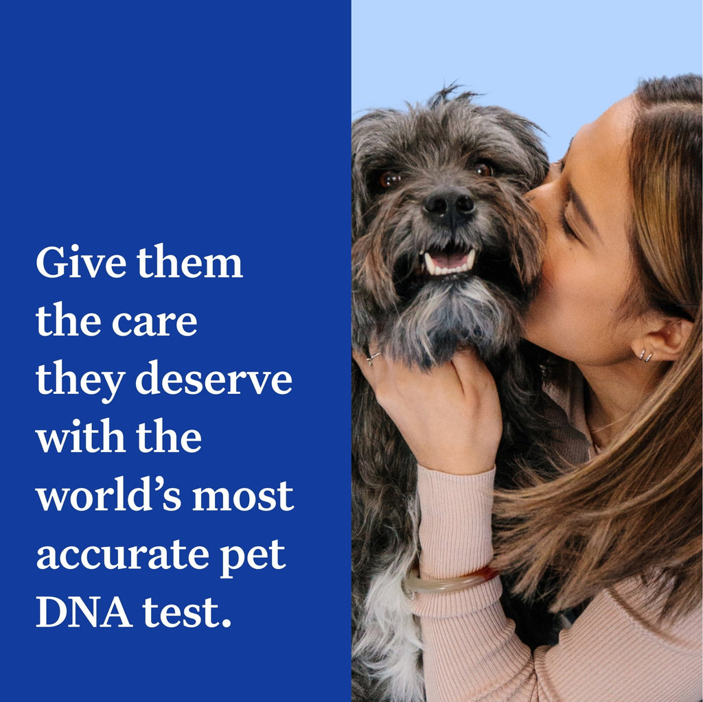 Wisdom Panel Essential Dog DNA Test Kit - Breed & Health Insights, 350+ Breeds, 25+ Medical Conditions, Accurate Ancestry Tracing